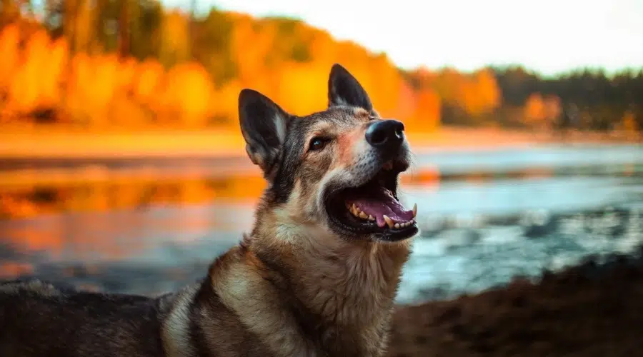 Perro feliz sonriendo en un día de otoño