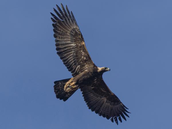 ¿Cuál es el pájaro más rápido del mundo? - Águila real (Aquila chrysaetos)