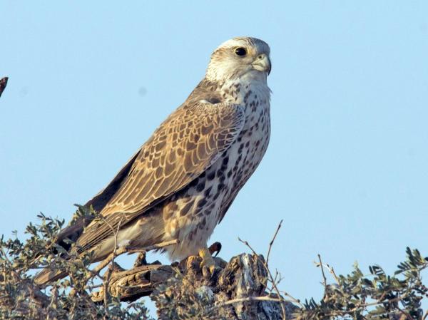 ¿Cuál es el pájaro más rápido del mundo? - Halcón sacre (Falco cherrug)