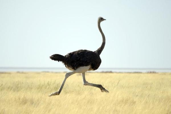 ¿Cuál es el pájaro más rápido del mundo? - ¿Cuál es el ave más rápida en tierra?