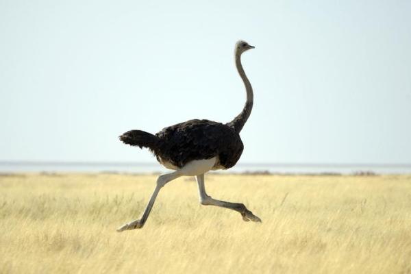¿Cuál es el pájaro más rápido del mundo?  - ¿Cuál es el ave más rápida en tierra?