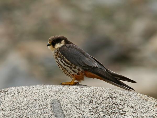 ¿Cuál es el pájaro más rápido del mundo? - Hobby euroasiático (Falco Subbuteo)