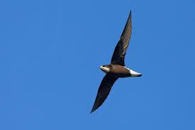 ¿Cuál es el pájaro más rápido del mundo? - Cola de aguja de garganta blanca (Hirundapus caudacutus)