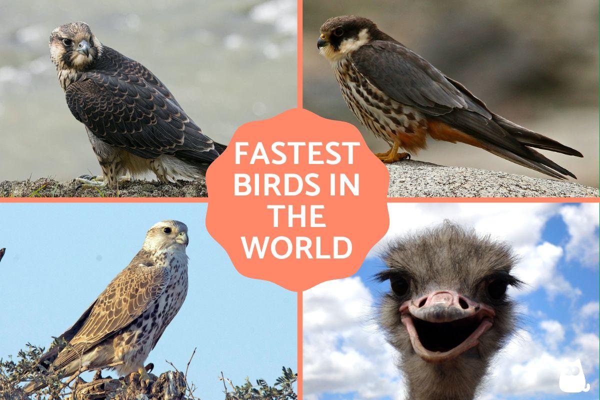 ¿cuál Es El Pájaro Más Rápido Del Mundo?