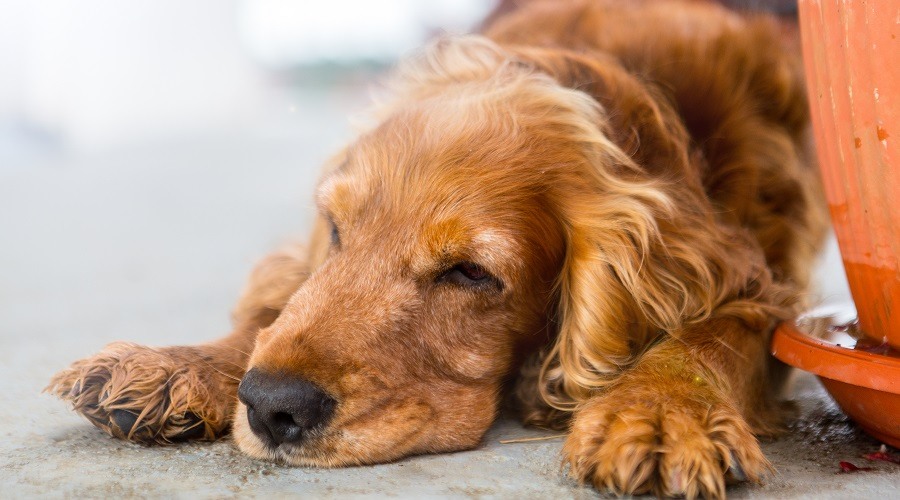 Mezcla de setter cocker spaniel