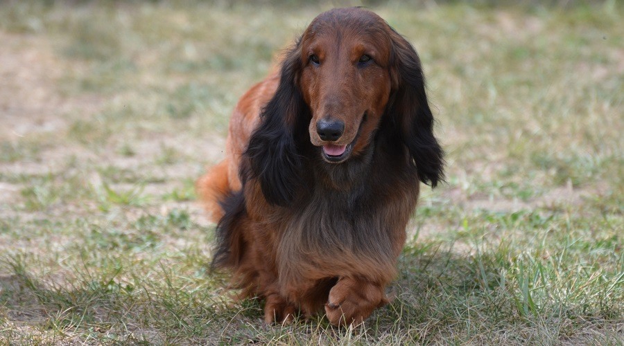 Perro salchicha irlandés