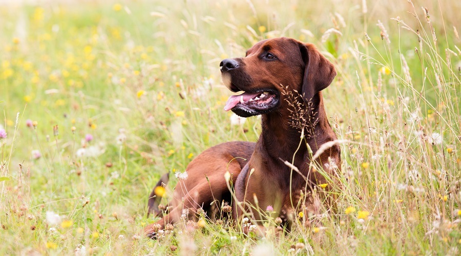 Mezcla de Setter y Rottweiler