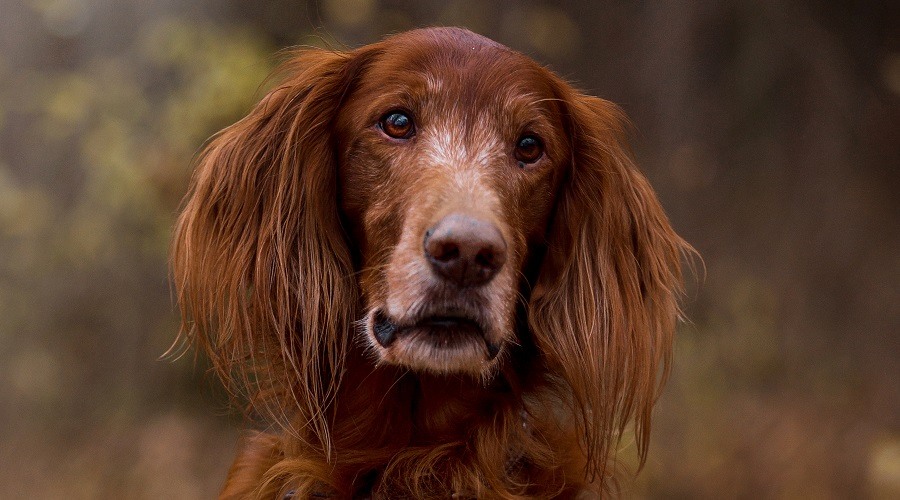 Mezcla de Setter Danés