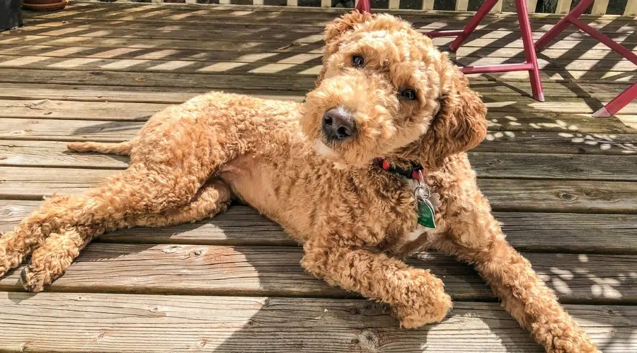 Perro caramelo esponjoso tirado en el suelo