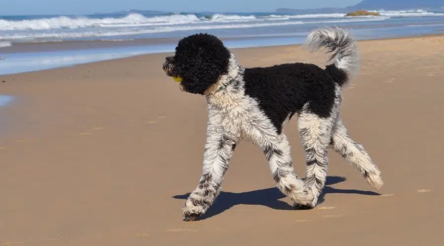 Perro manchado negro en una playa