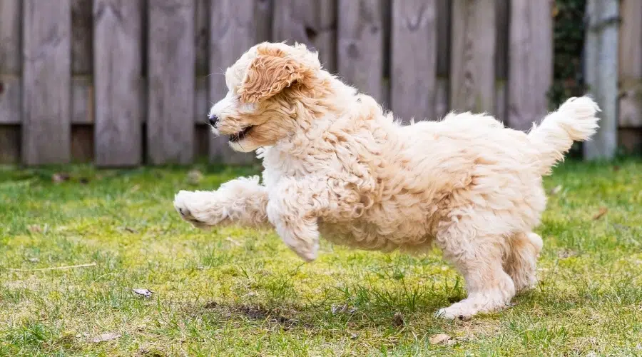 Cachorro crema esponjoso jugando afuera