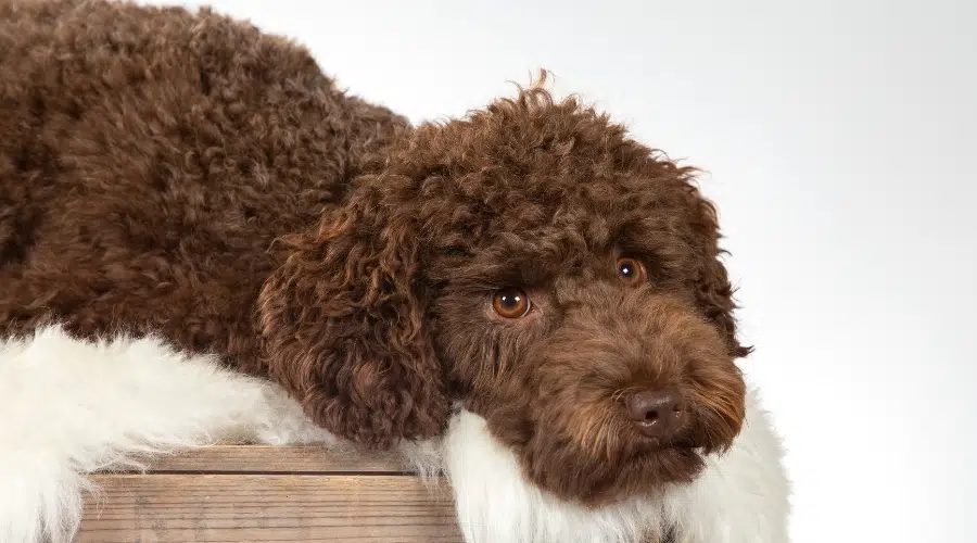 Perro de chocolate esponjoso descansando su cabeza