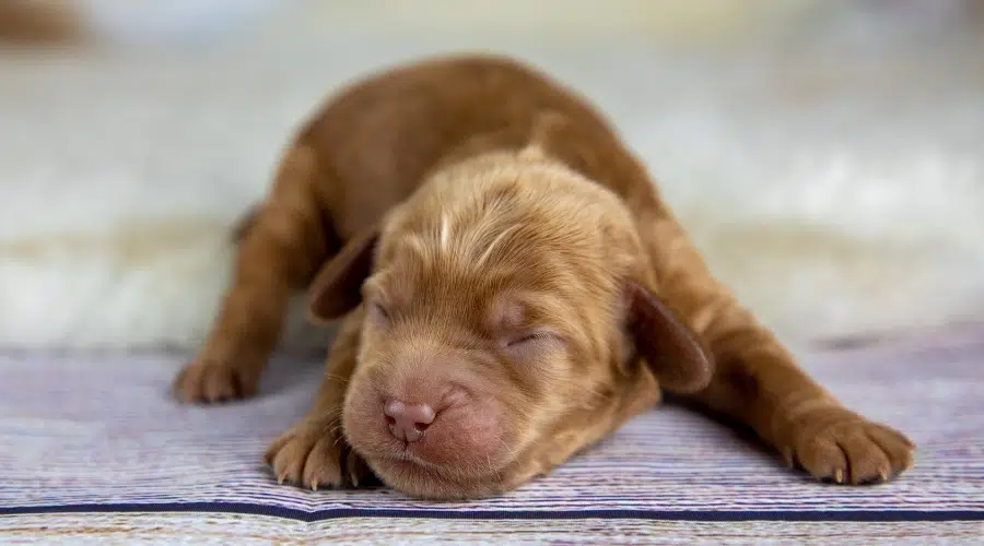 Cachorro muy joven tendido sobre un piso de madera