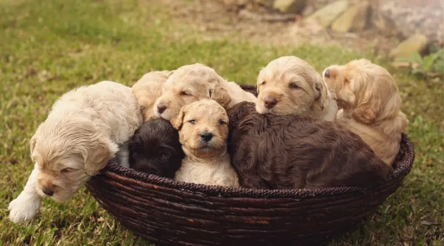 Canasta de Cachorros de Crema y Chocolate