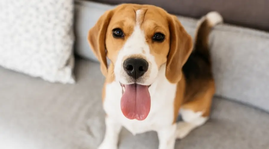 Beagle en el sofá