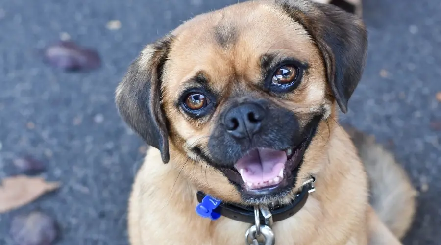 Puggle mirando a la cámara