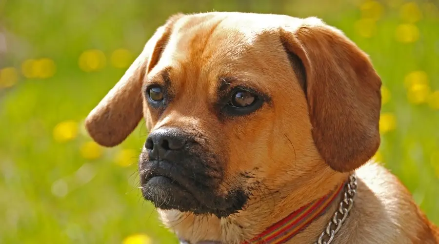 Puggle en un campo