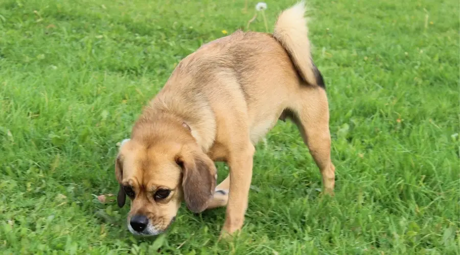 Mezcla de Pug Beagle haciendo ejercicio al aire libre