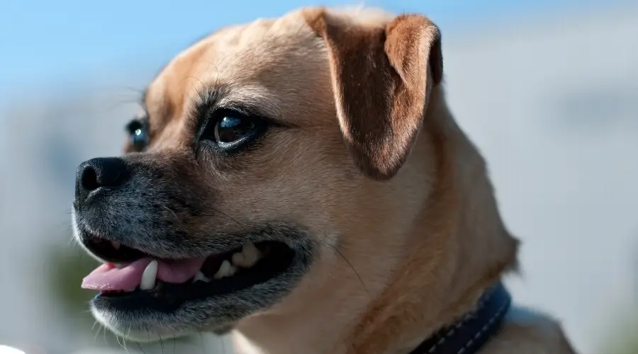 Perro Puggle sano