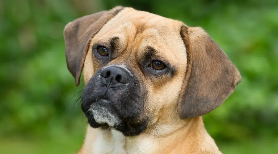 Puggle esperando comida