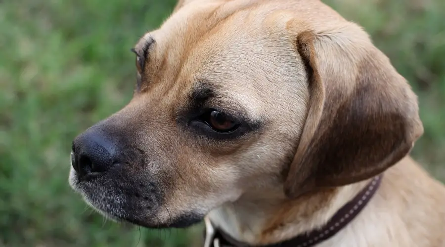 Mezcla de Pug Beagle en entrenamiento