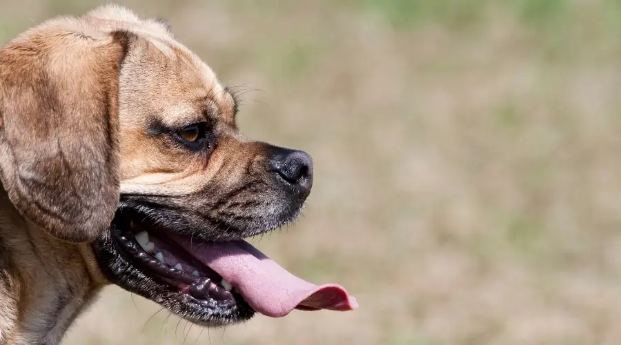 Mezcla de Beagle Pug al aire libre