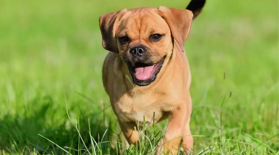 Cachorro Puggle jugando en el campo