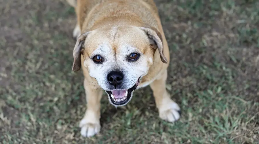 Perro Puggle mayor