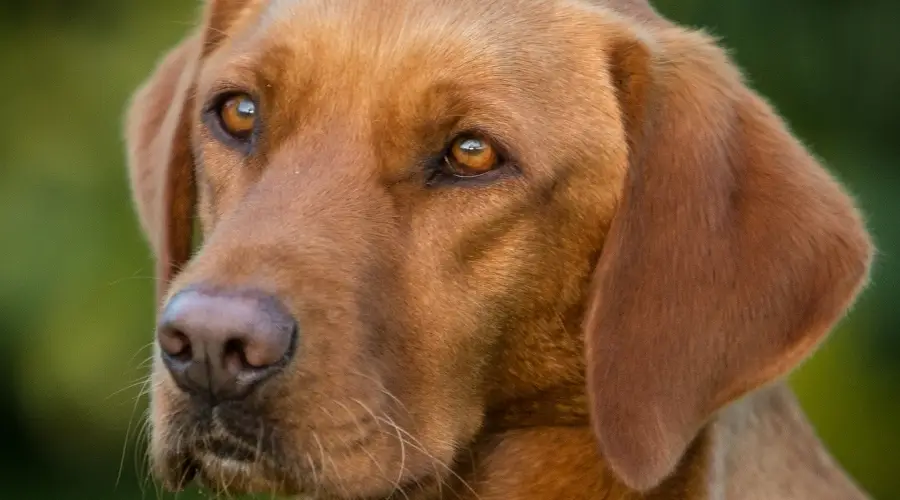 Labrador rojo afuera