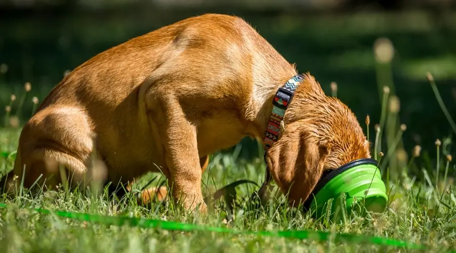 Labrador rojo comiendo comida