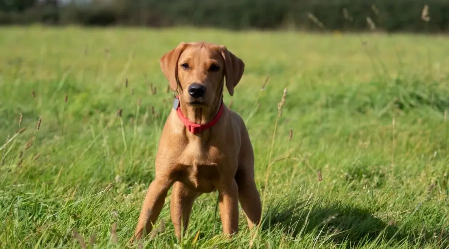 Cachorro Labrador Rojo