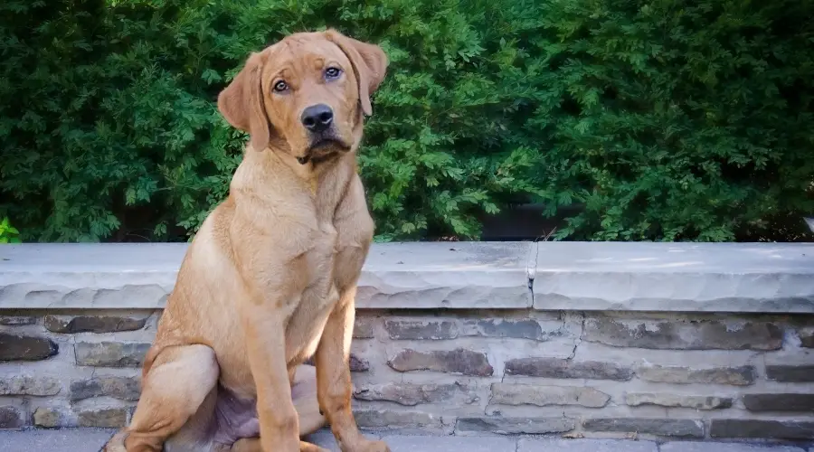 Labrador rojo sentado cerca de la pared de piedra