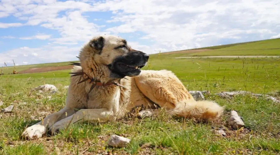 Perro blanco descansando en un campo