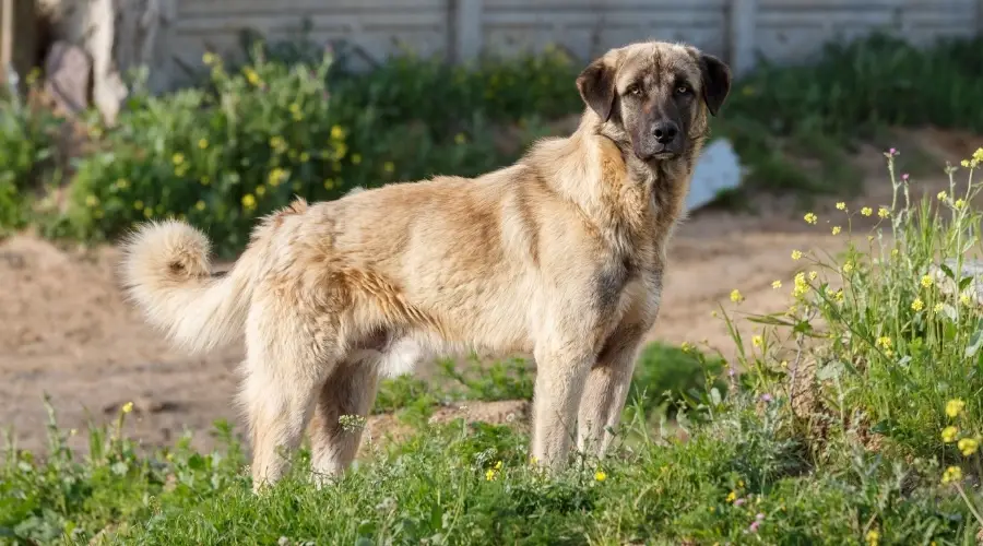 Perro grande parado al aire libre