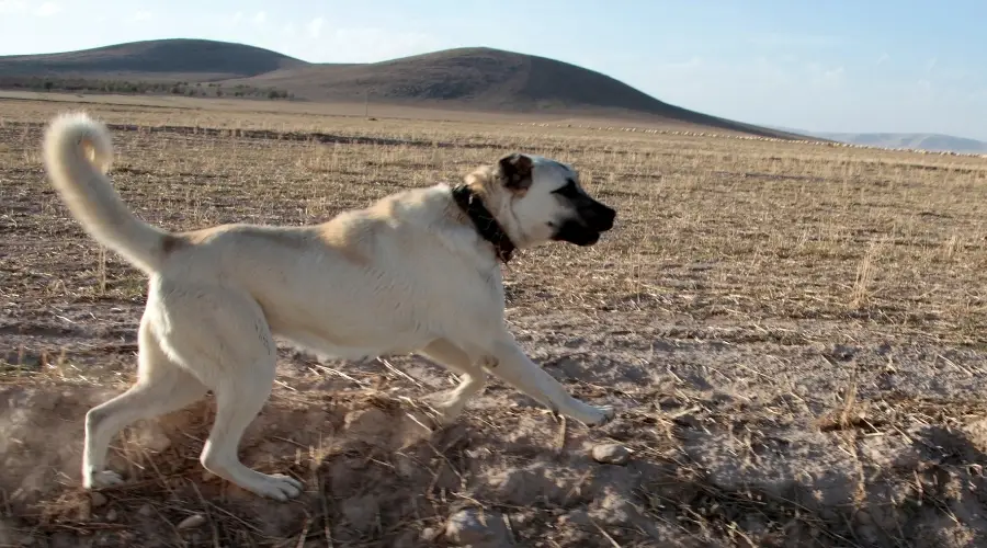 Perro pastor corriendo en un campo polvoriento