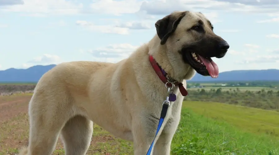 Perro grande feliz parado afuera