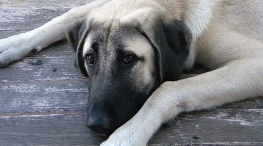 Perro blanco grande con máscara negra tirado en el suelo