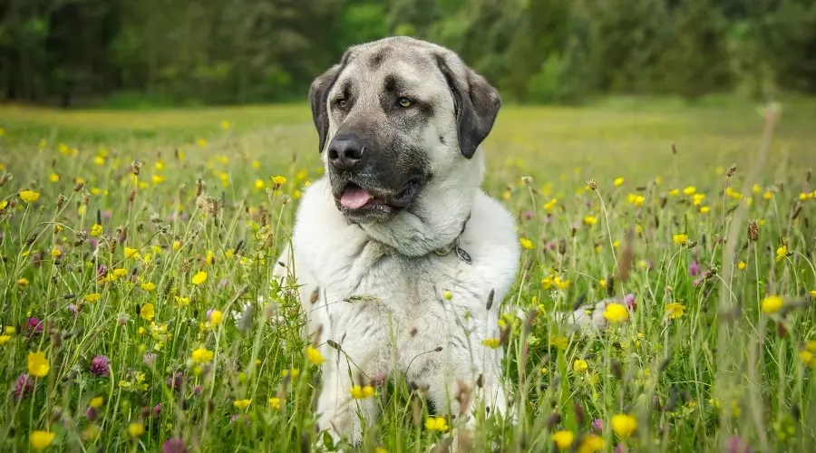 Perro blanco con cara negra en un campo de flores silvestres