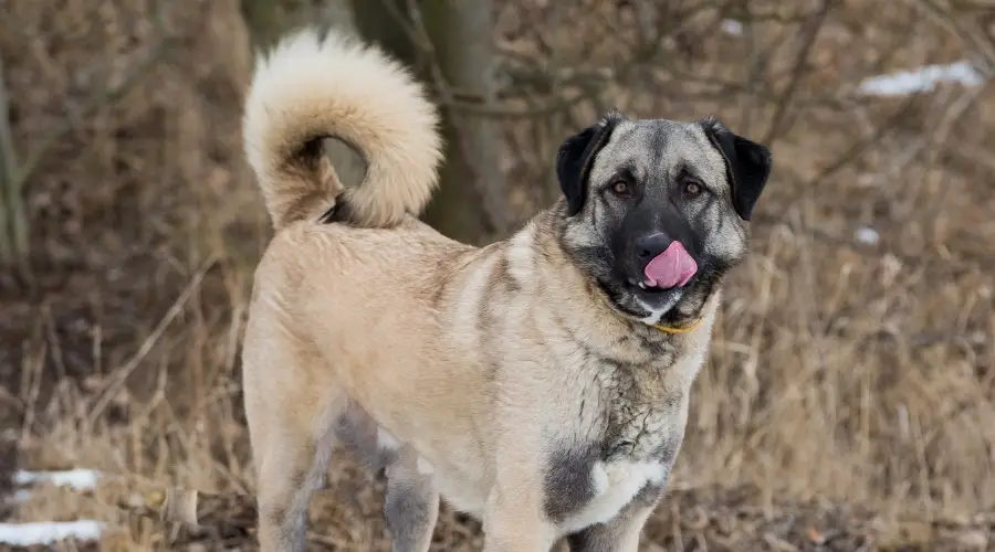 Gran perro blanco parado en la nieve lamiéndose los labios