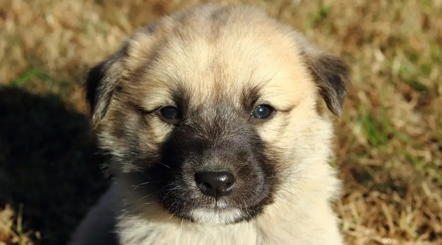 Cara linda del perrito