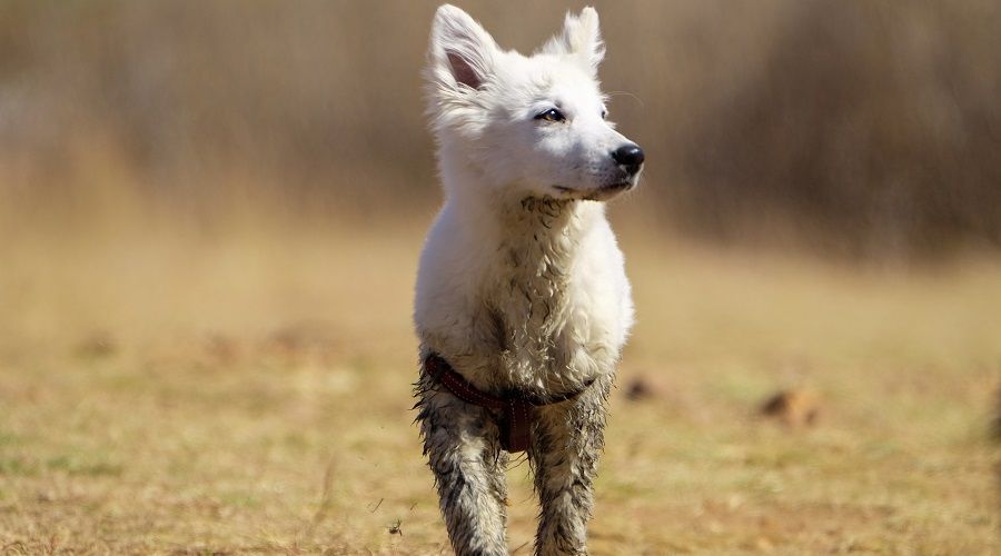 Cachorro de pastor alemán blanco