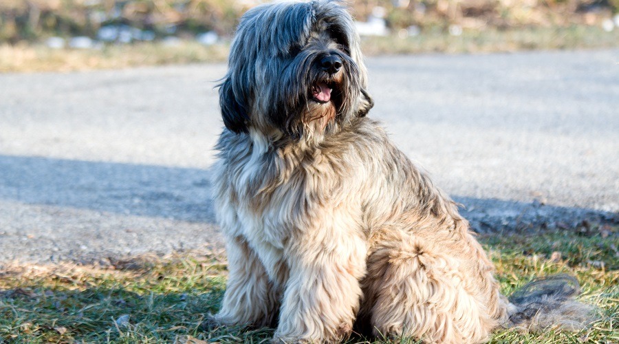 Raza hipoalergénica del terrier tibetano