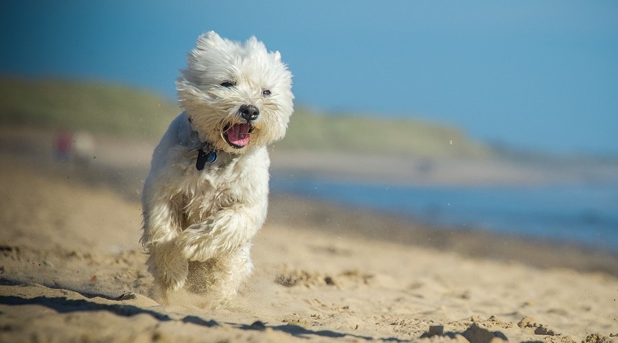 Terrier de las tierras altas del oeste