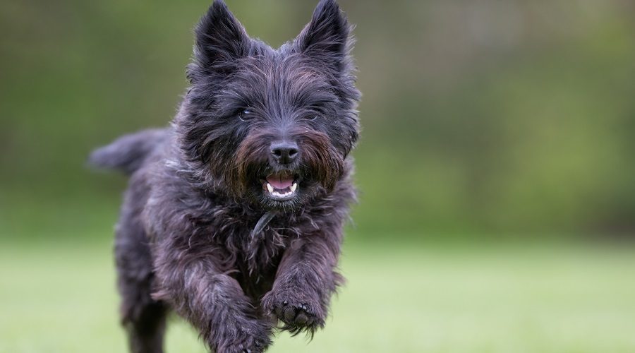 Terrier de mojón