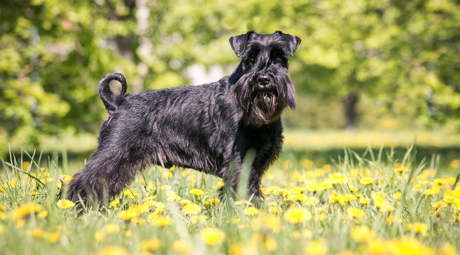 Schnauzer