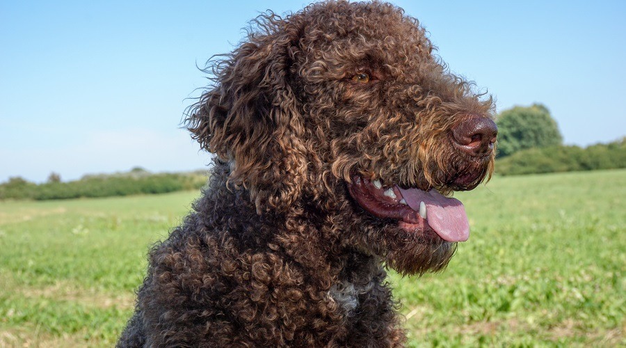 Perro Labradoodle