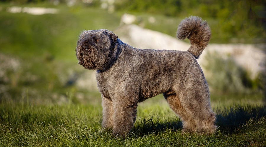 Bouvier de Flandres