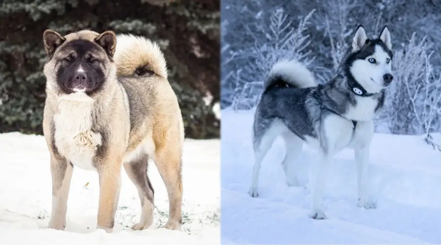 Hermosos perros parados en la nieve.