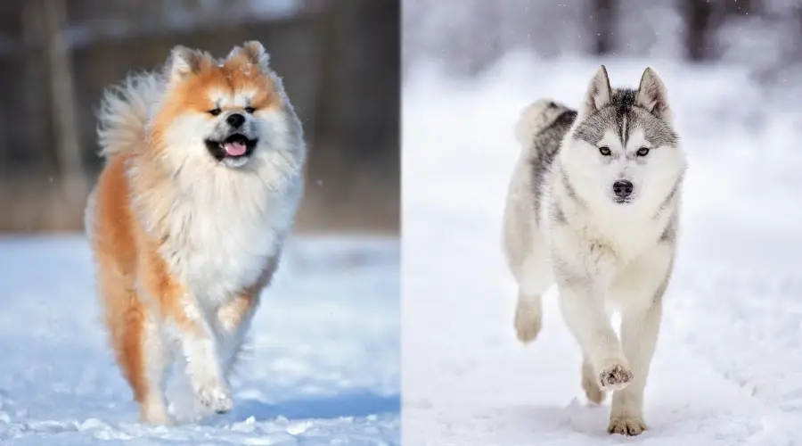 Perros corriendo en la nieve