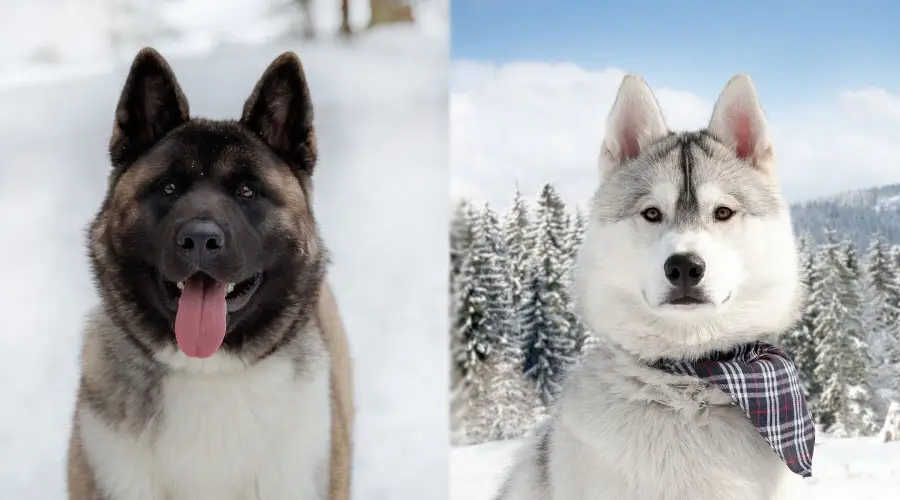 Primer plano de caras de perros